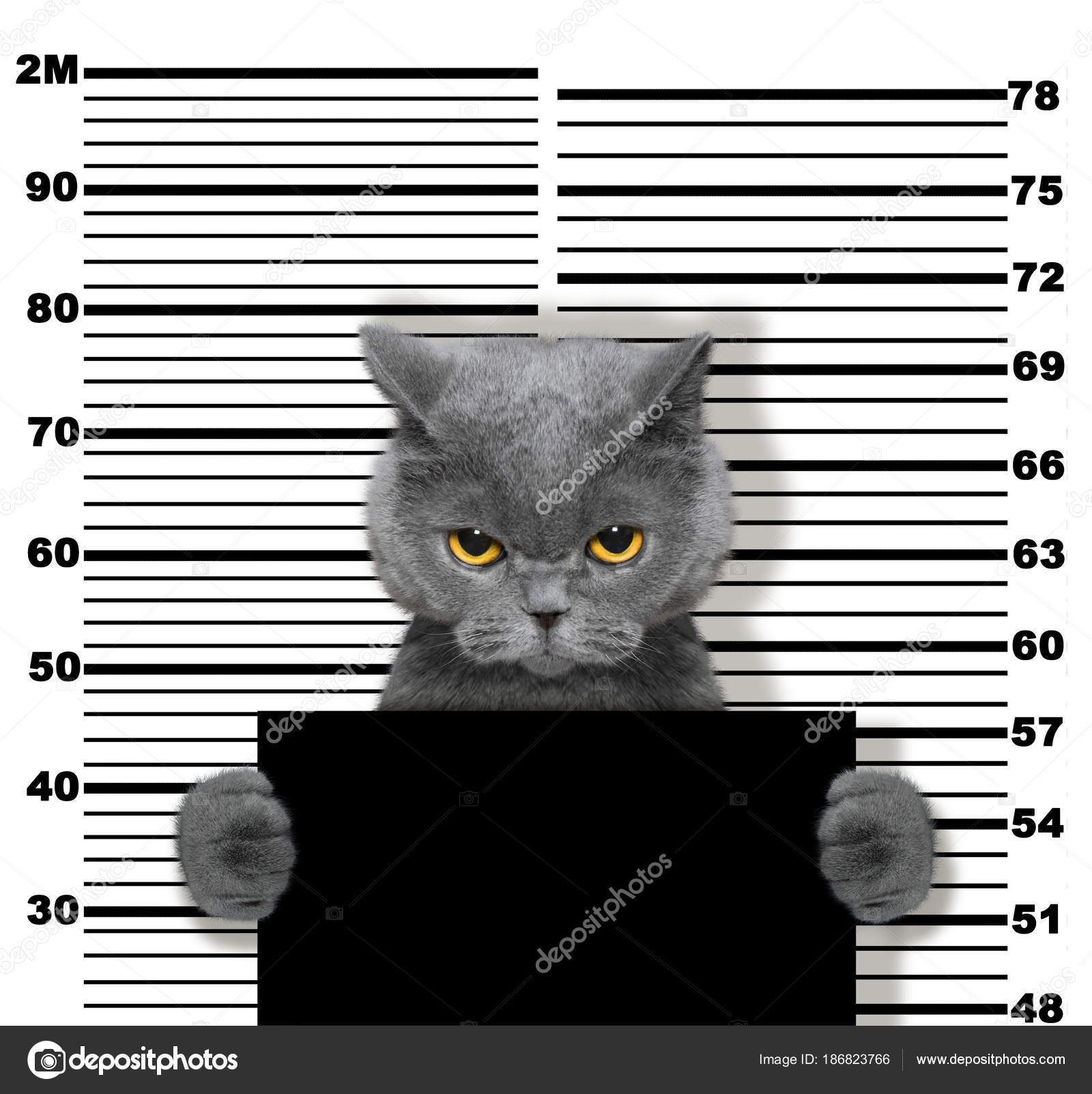 Bad cat at the police station. Photo on white Stock Photo by ©helga1981  186823766